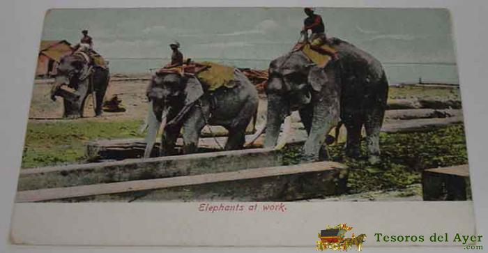 Antigua Postal De Elefantes Trabajando - No Circulada.