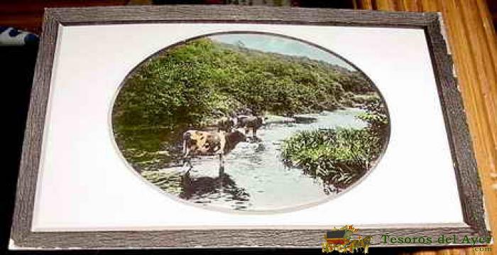 Antigua Postal Animales - Unas Vacas Caminando Por El Rio  - No Circulada.