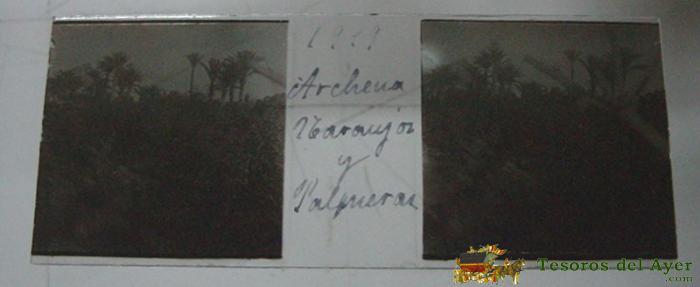 Antigua Fotografia Estereoscopica De Cristal - Archena, Murcia - Naranjos Y Palmeral 1919 - Positivo - Mide 10,5 X 4,3 Cms.