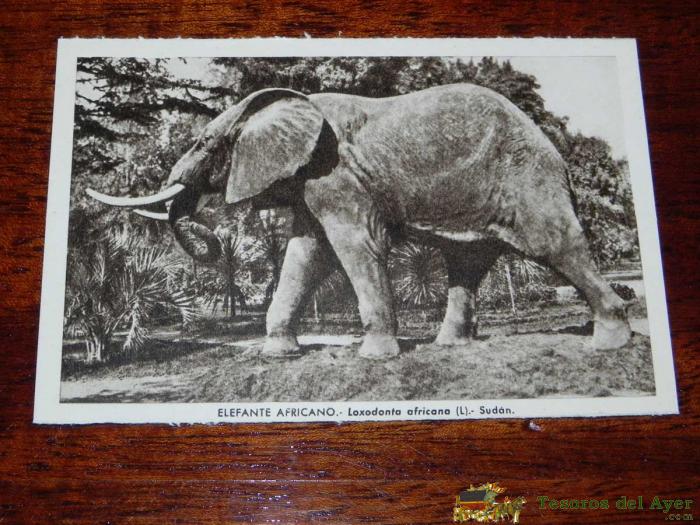 Antigua Postal - Museo Nacional De Ciencias Naturales - Madrid - Elefante Africano - Talleres Graficos Arte - Sin Circular
