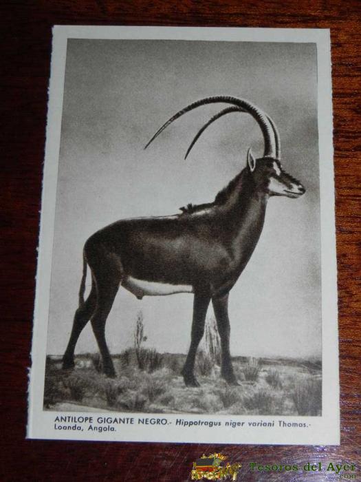 Antigua Postal - Museo Nacional De Ciencias Naturales - Madrid - Antilope Gigante Negro - Talleres Graficos Arte - Sin Circular