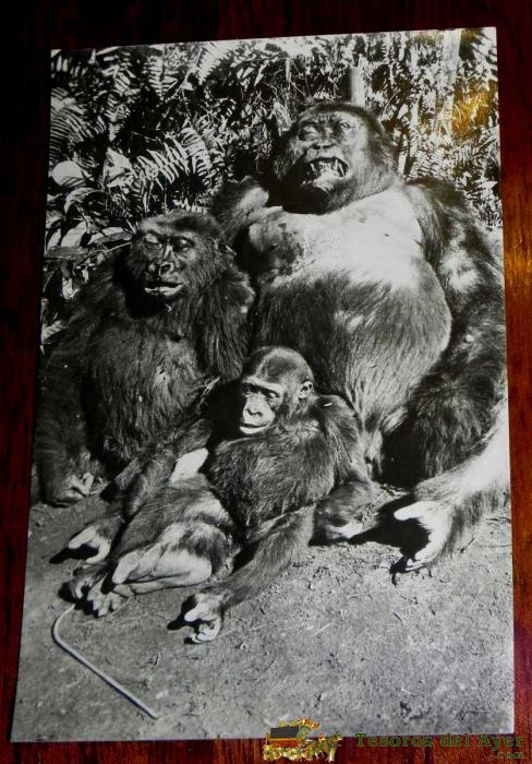 Antigua Foto Postal Guinea Ecuatorial Espa�ola - Familia De Gorilas N. 1 - Foto California, Bata - No Circulada.