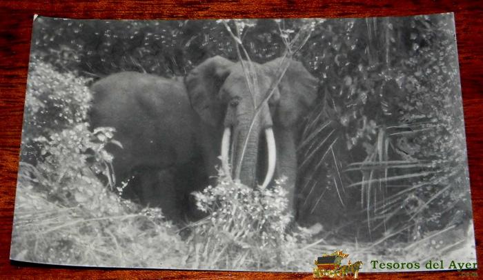 Antigua Foto Postal Guinea Ecuatorial Espa�ola - Elefantes N. 16 - Foto California, Bata - No Circulada.
