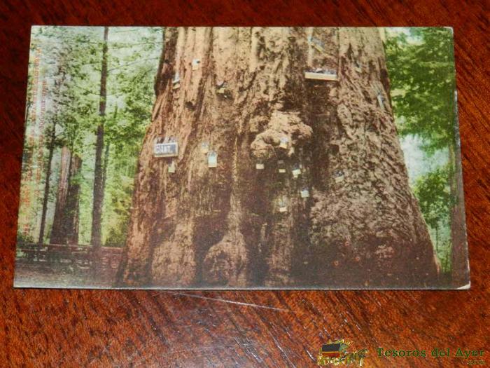Antigua Foto Postal, Santa Cruz, California, La Catedral Gran �rbol, No Circualda, Old Photo Postcard, Santa Cruz, California, The Big Tree Cathedral, Uncirculated