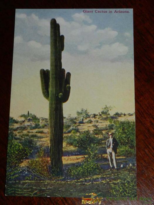 Antigua Foto Postal, Arizona, Cactus Gigante, No Circualda, Old Photo Postcard, Arizona, Giant Cactus, Uncirculated